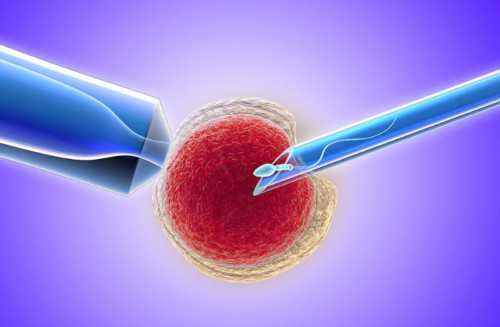 冻胚胎复苏养一天的成功率高吗？